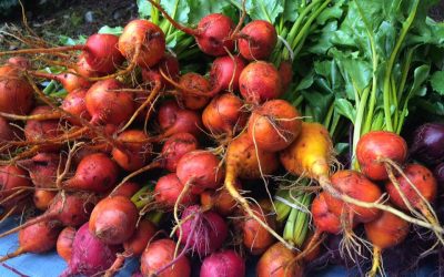 How much food do you waste?