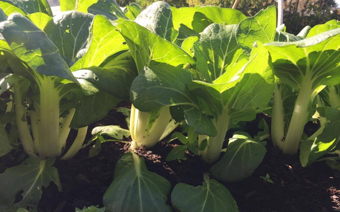 The agricultural carrying capacity of Vancouver Island